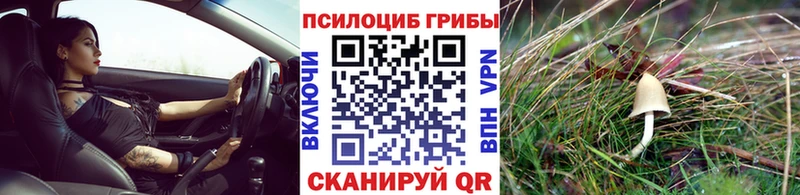 Псилоцибиновые грибы Cubensis  Асбест 